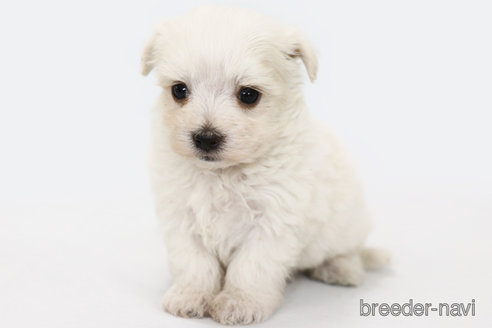 成約済の神奈川県のマルチーズ-296601の1枚目